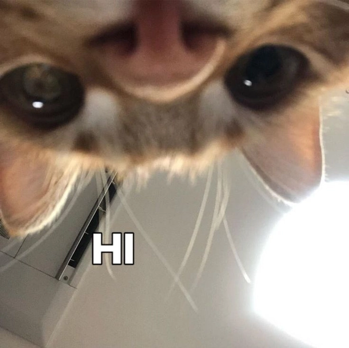 Meme mèo hello cho lời chào buổi sáng