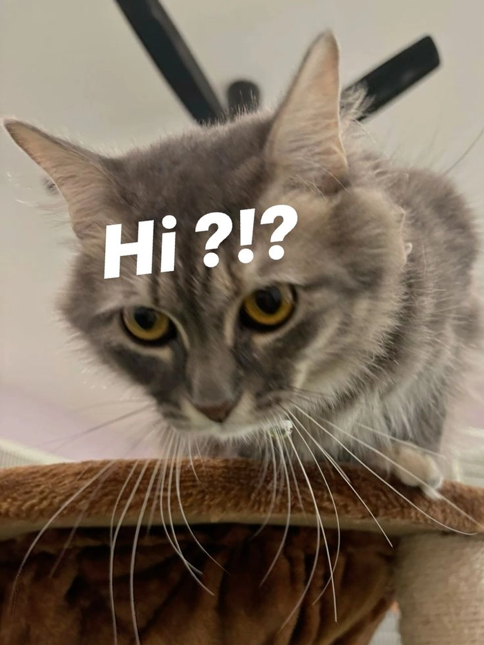 Meme mèo hello cho story nhẹ nhàng