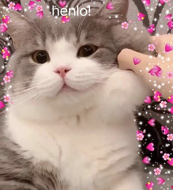 Meme mèo hello dùng cho lời chào nhanh