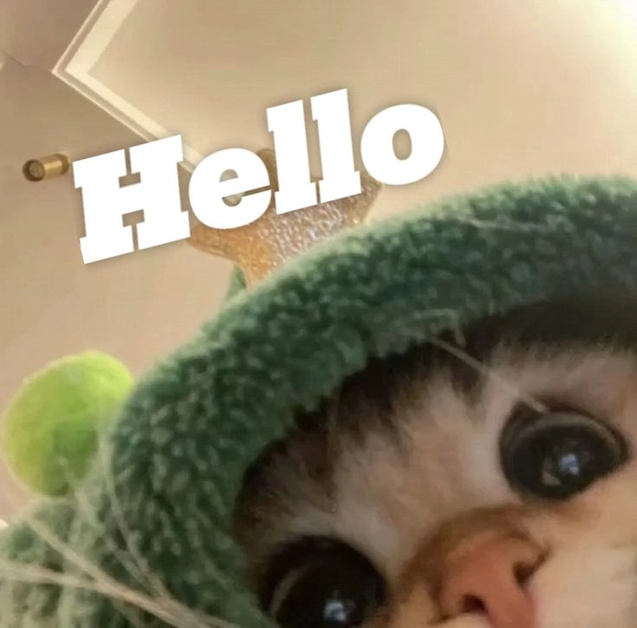 Meme mèo hello với cảm giác chào hỏi dễ mến