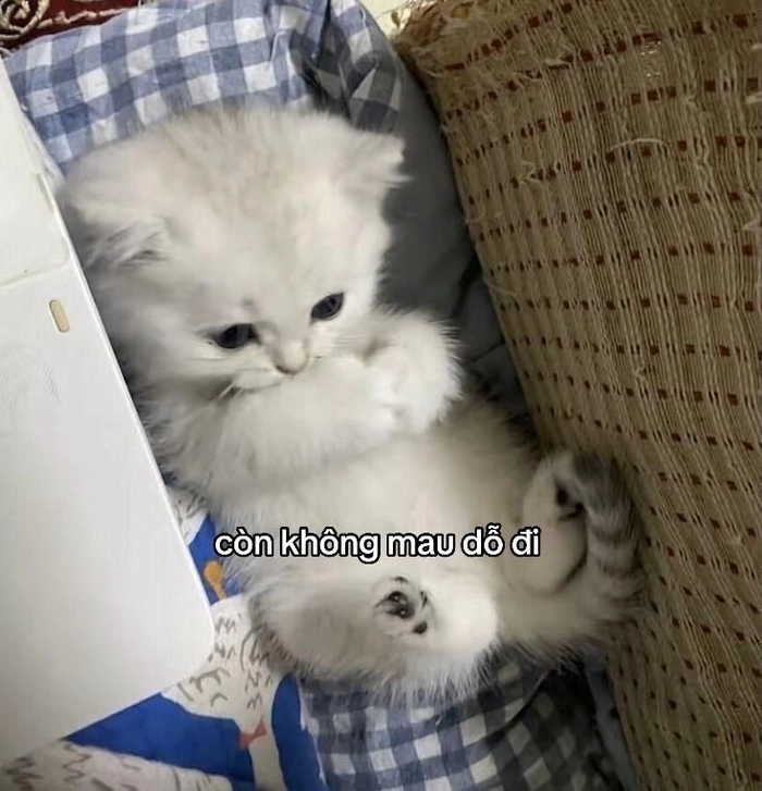 Meme mèo hờn dỗi cho tình huống nhạy cảm