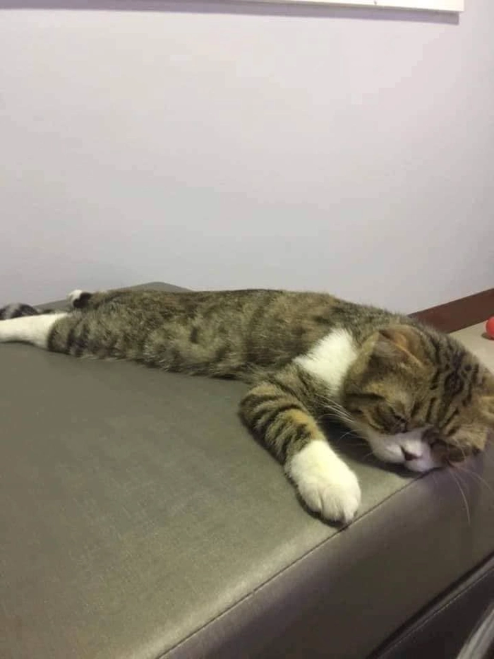 Meme mèo mệt mỏi cho lúc cần nghỉ