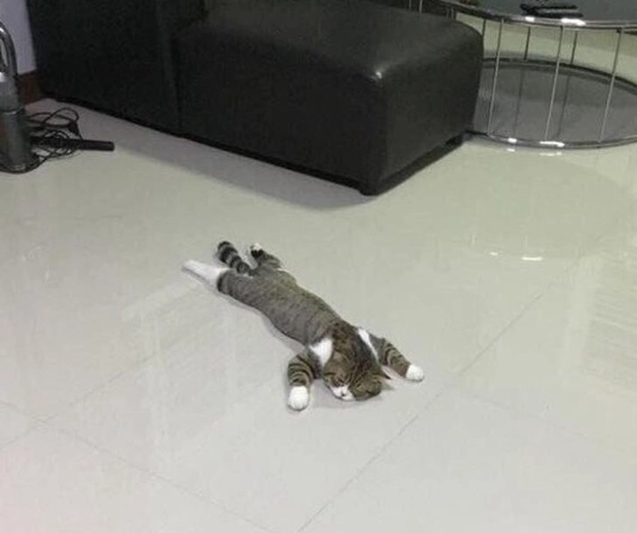 Meme mèo mệt mỏi dành cho ngày dài