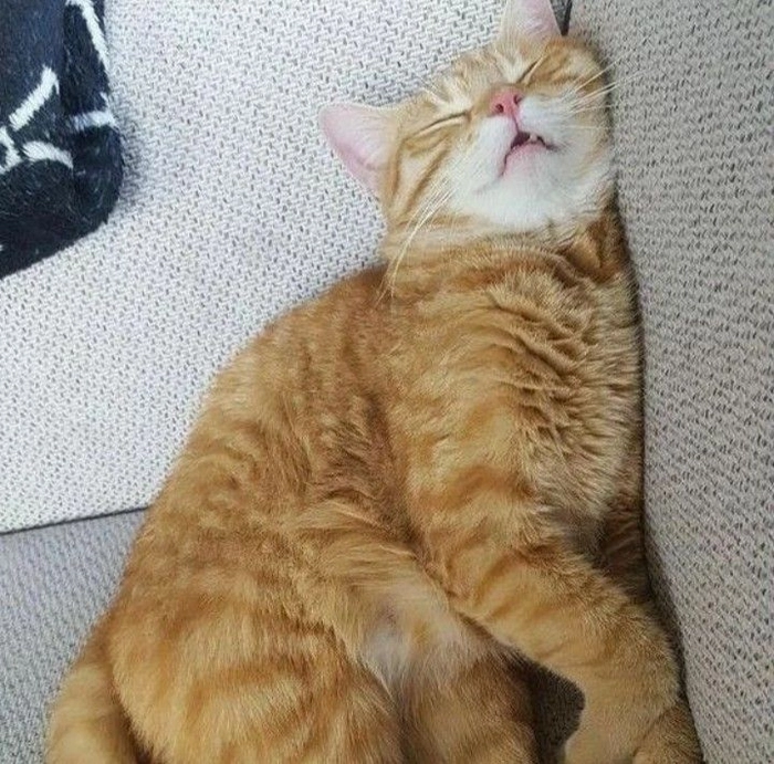 Meme mèo mệt mỏi đúng mood cuối ngày