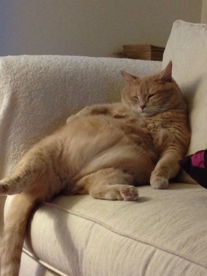 Meme mèo mệt mỏi khi chỉ muốn nằm yên