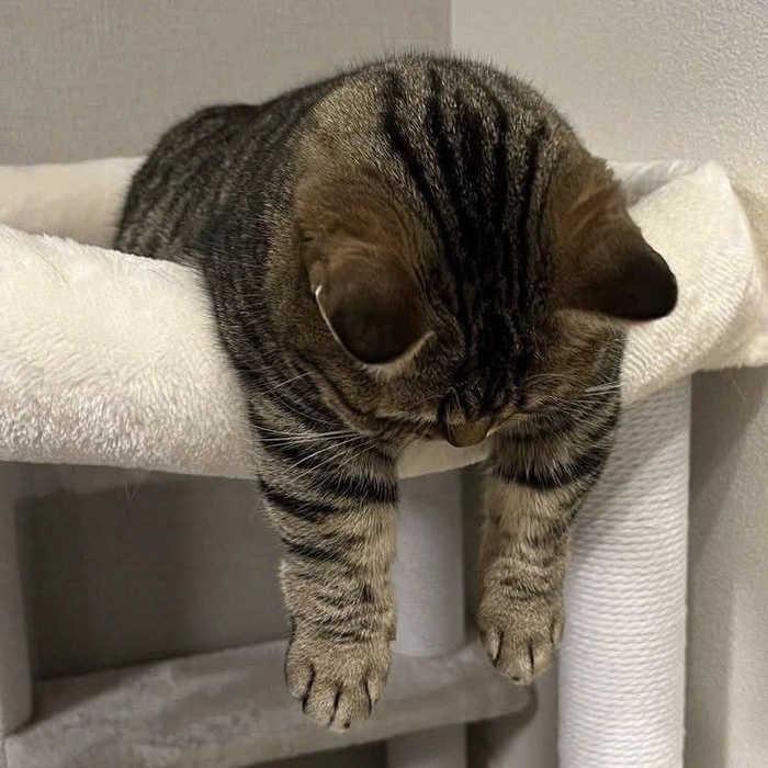 Meme mèo mệt mỏi khi năng lượng cạn