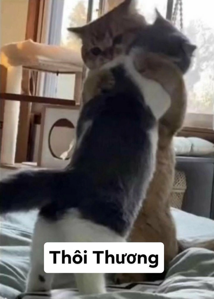 Meme mèo mệt mỏi không cần lời giải thích