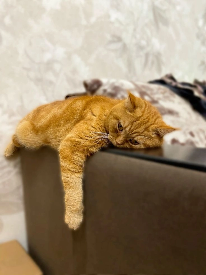 Meme mèo mệt mỏi mang cảm giác uể oải