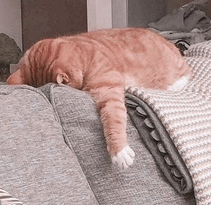 Meme mèo mệt mỏi nhìn là muốn nghỉ ngơi