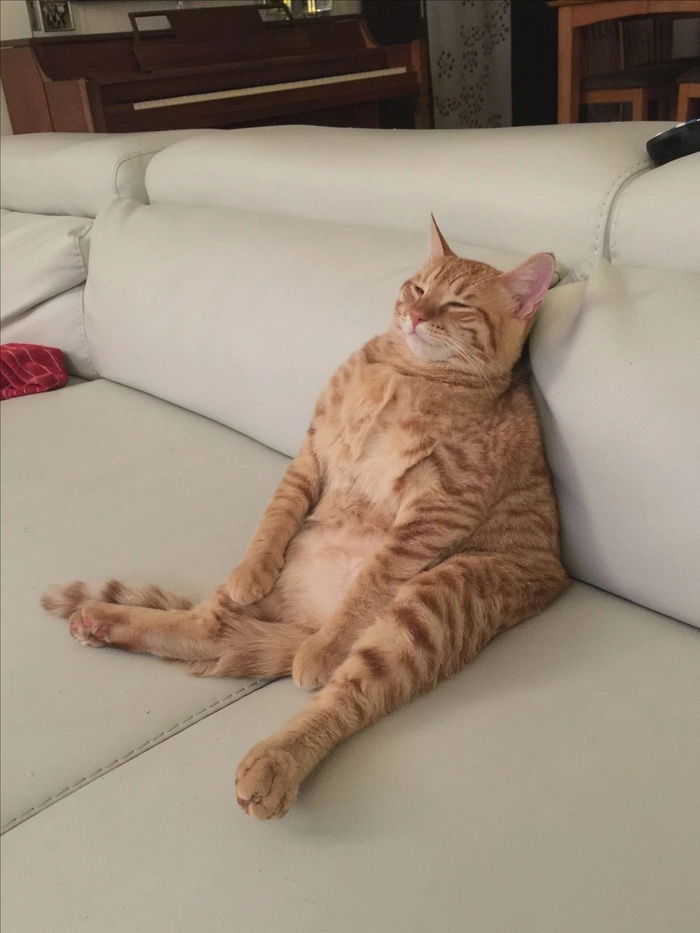 Meme mèo mệt mỏi với ánh mắt lờ đờMeme mèo mệt mỏi với ánh mắt lờ đờ