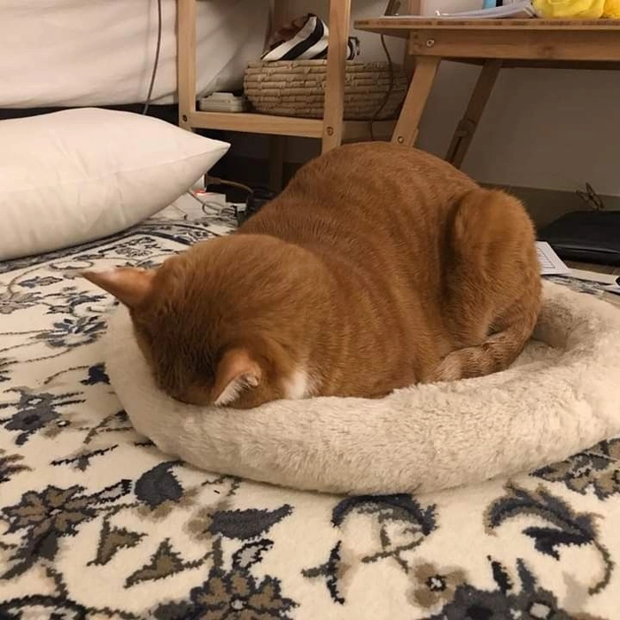 Meme mèo mệt mỏi với dáng nằm bất động