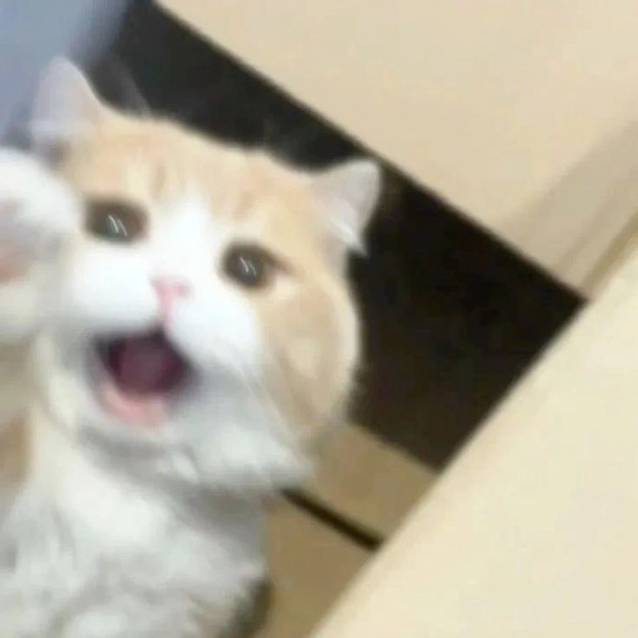 Meme mèo ngạc nhiên nhìn là muốn lưu