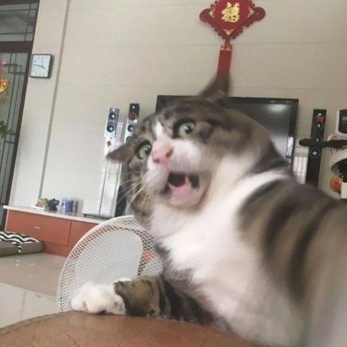Meme mèo ngạc nhiên phù hợp mạng xã hội
