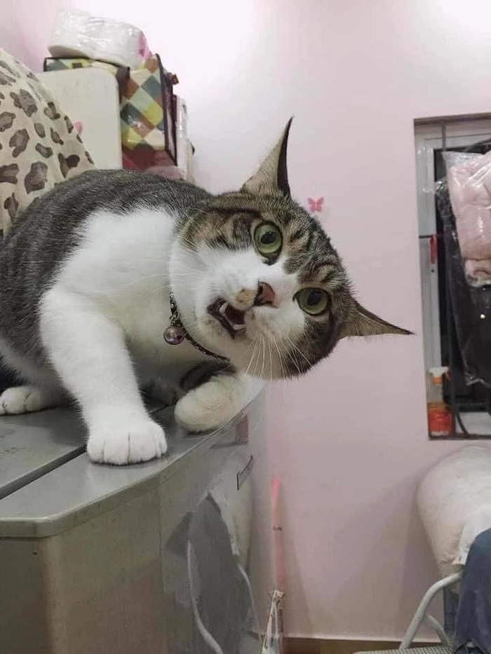 Meme mèo ngạc nhiên tròn mắt