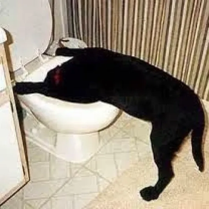 Meme mèo nôn oẹ đúng kiểu hết năng lượng