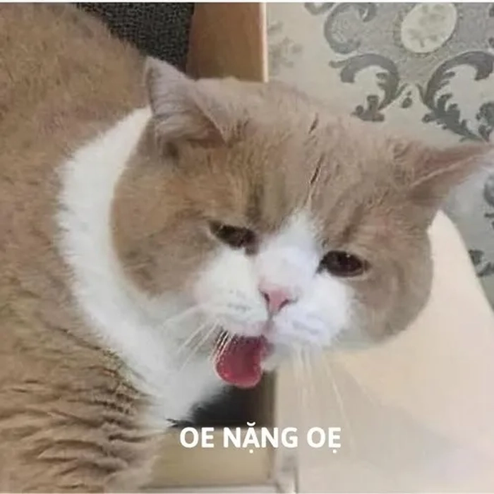 Meme mèo nôn oẹ mang cảm giác vừa buồn vừa vui