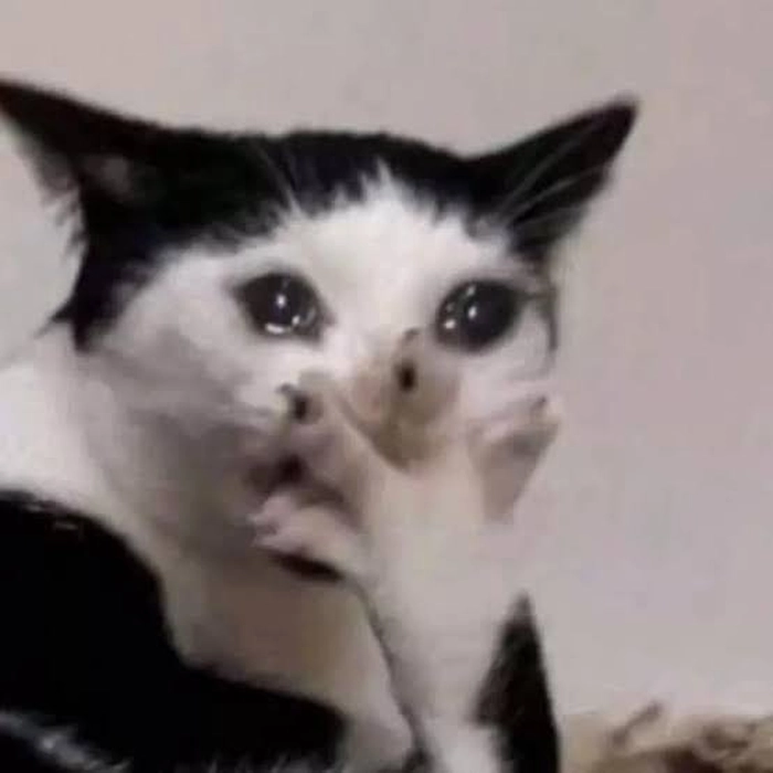 Meme mèo nôn oẹ nhìn là thấy đúng tâm trạng