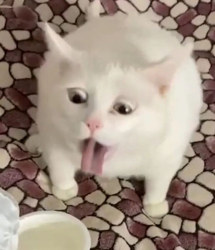 Meme mèo oẹ biểu cảm tự nhiên và đáng yêu