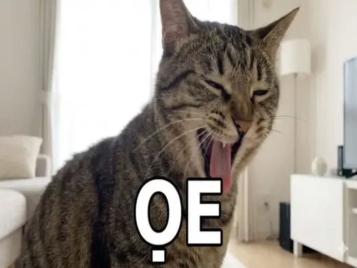 Meme mèo oẹ hợp chia sẻ cùng bạn bè