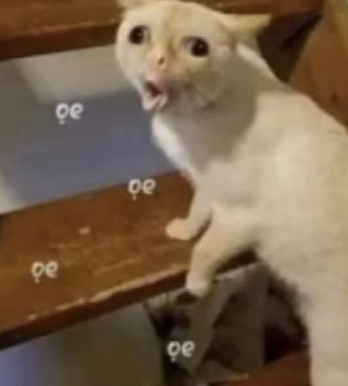 Meme mèo oẹ với biểu cảm hài hước khó đỡ