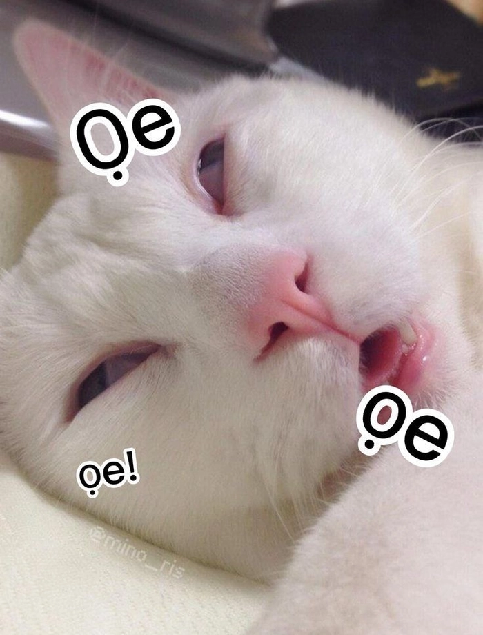 Meme mèo ói hài hước cho ngày cần giải trí