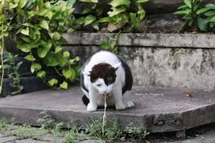 Meme mèo ói tạo điểm nhấn cho bài đăng