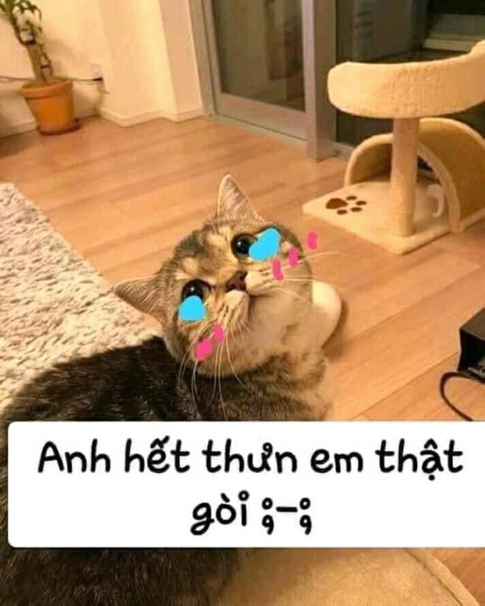 Meme mèo quạo dùng khi hết kiên nhẫn