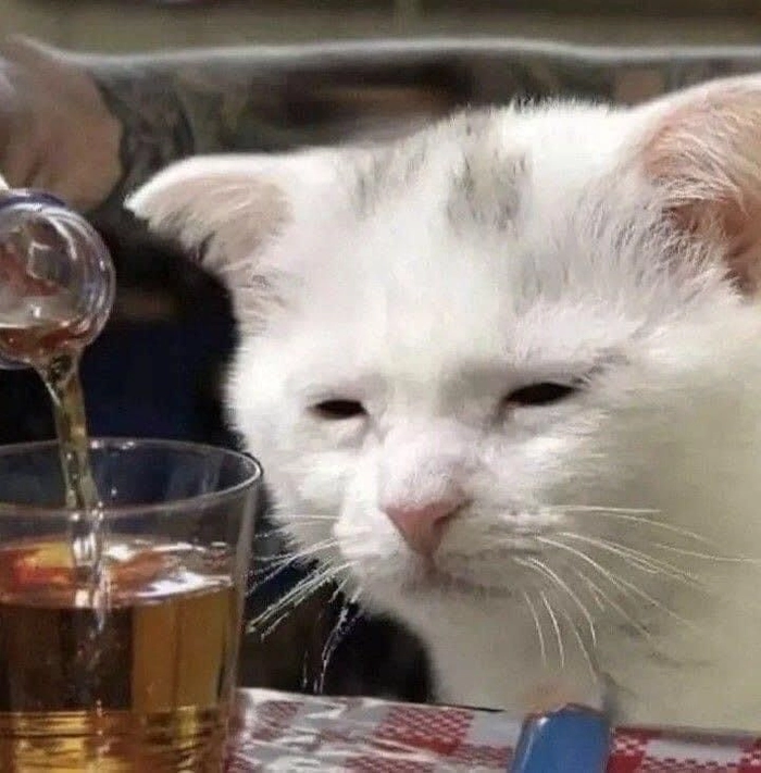 Meme mèo sad hợp chia sẻ tâm trạng lặng