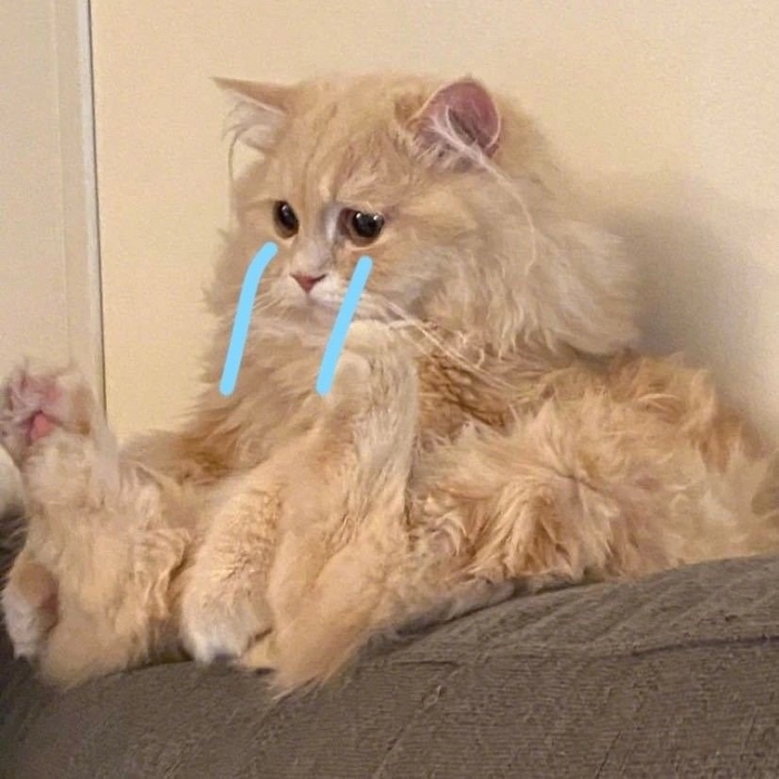 Meme mèo sầu cho tâm trạng lặng thinh