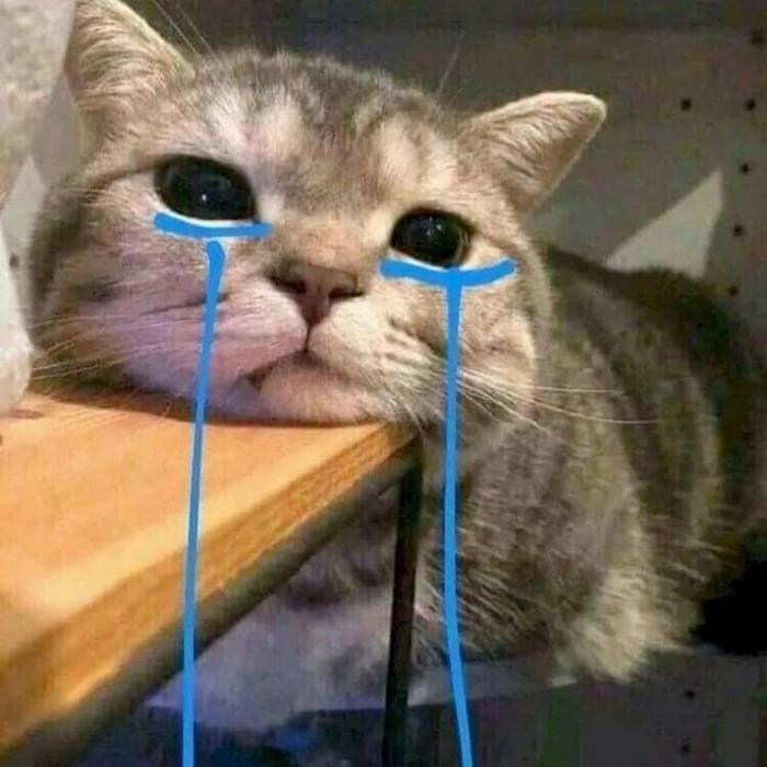 Meme mèo sầu với cảm xúc khó gọi tên