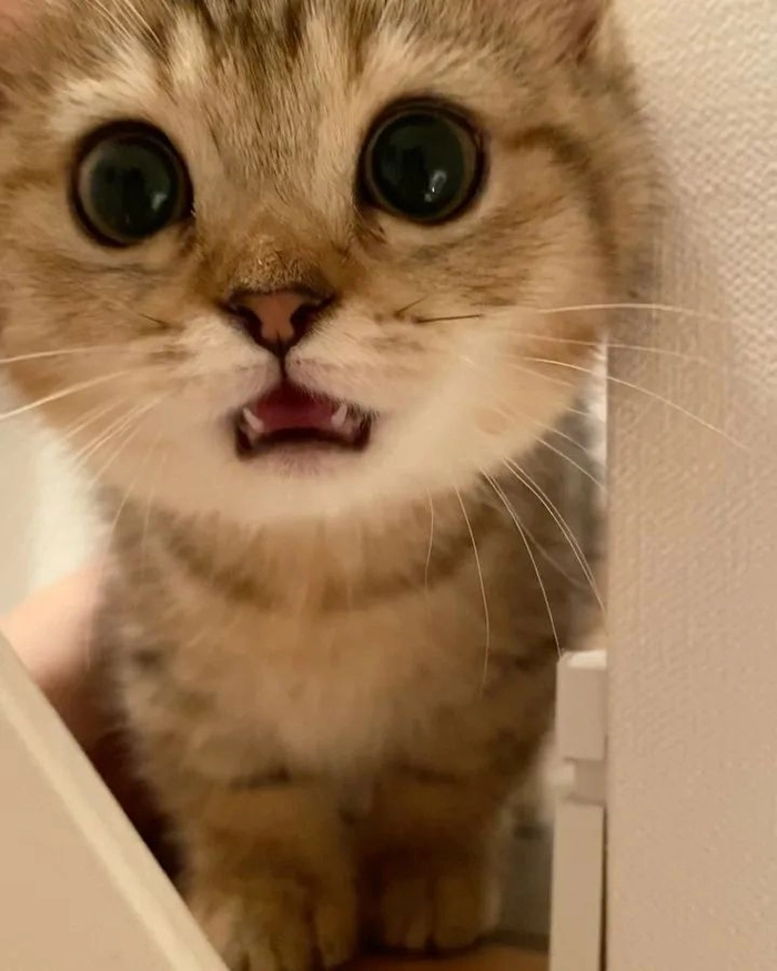 Meme mèo sốc biểu cảm lạ