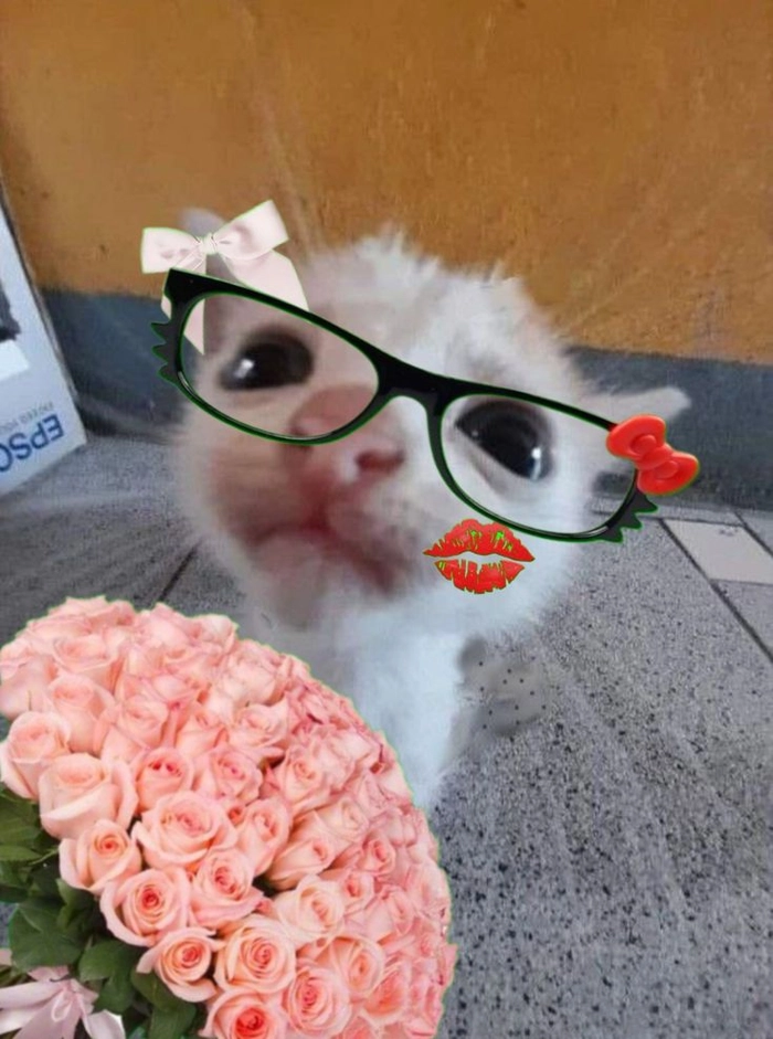 Meme mèo tặng bông hoa nhìn rất tình cảm