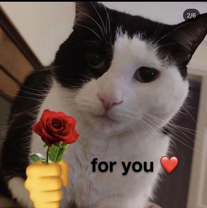 Meme mèo tặng bông mang cảm giác ấm áp