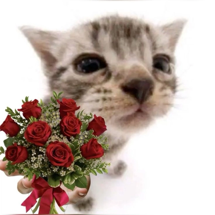 Meme mèo tặng hoa hồng mang vibe ngại ngùng