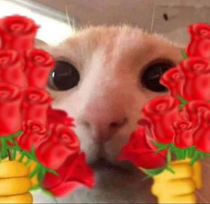 Meme mèo tặng hoa hồng với ánh mắt ngại ngùng