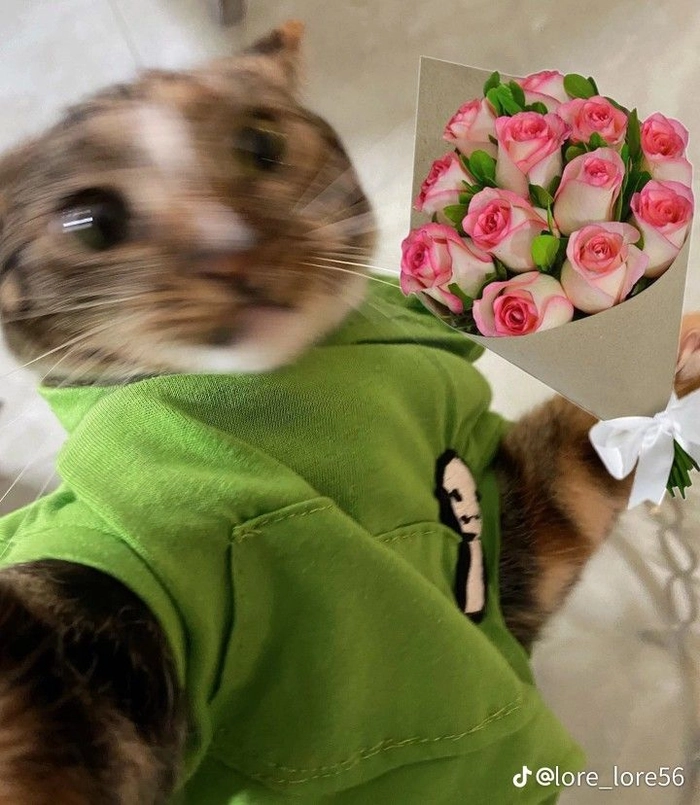 Meme mèo tặng hoa hợp đăng story nhẹ nhàng
