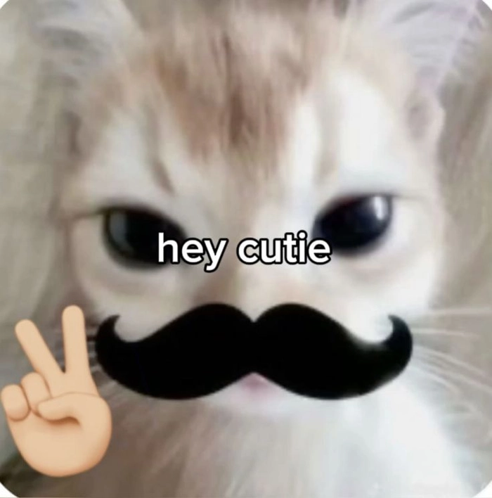 Meme mèo xin chào theo kiểu nhẹ nhàng