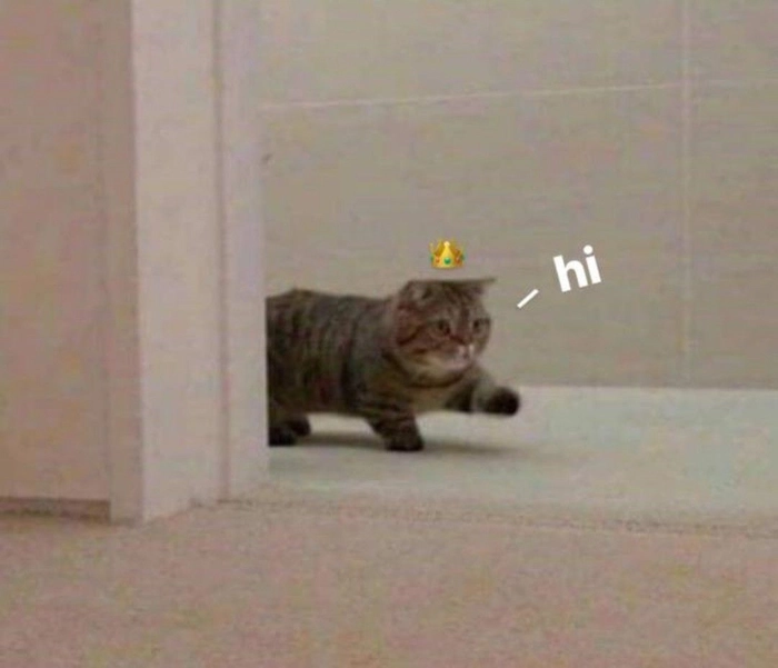Meme mèo xin chào với biểu cảm hiền