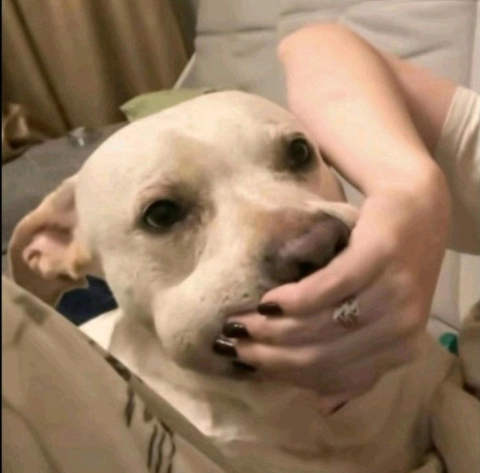 Meme suỵt im lặng mang cảm giác tinh tế