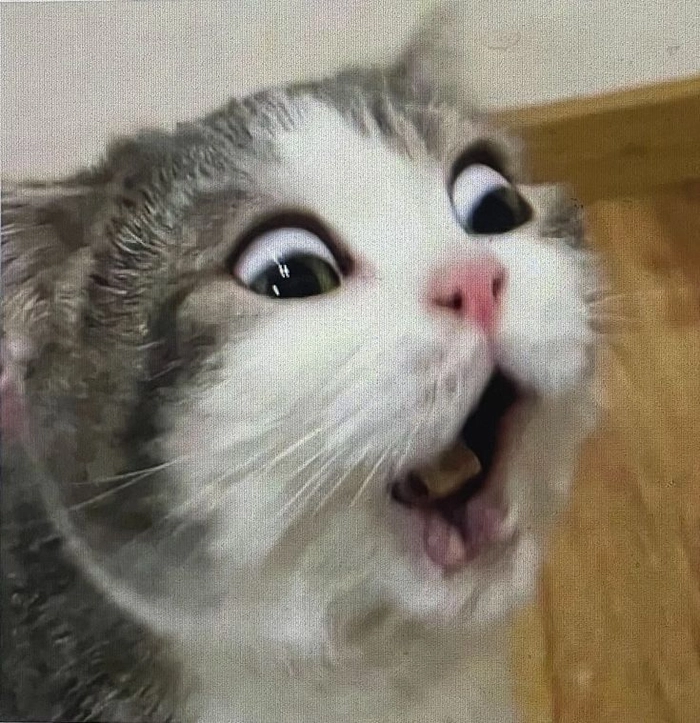 Mèo bất ngờ meme biểu cảm tự nhiên