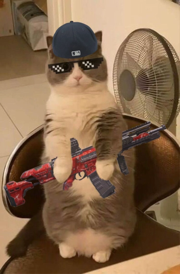 Mèo cầm súng meme cho mood không đùa