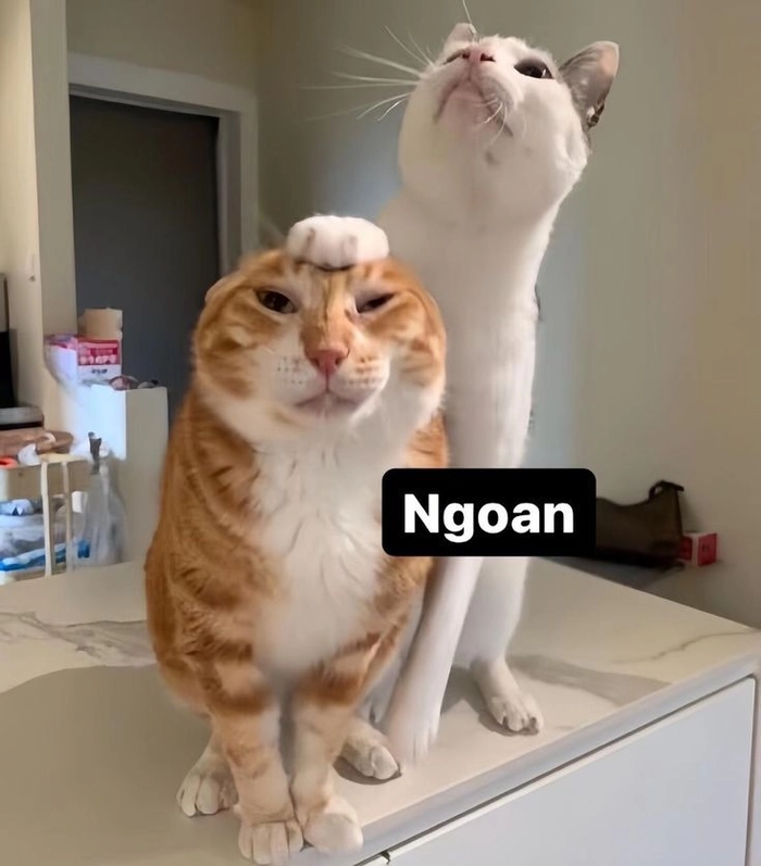 Mèo cute đáng yêu meme cho bình luận vui