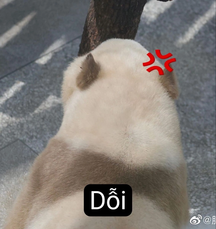 Mèo giận dỗi meme mang nét dễ thương lạ