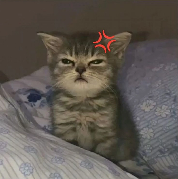 Mèo giận dỗi meme nhìn vừa thương vừa buồn cười