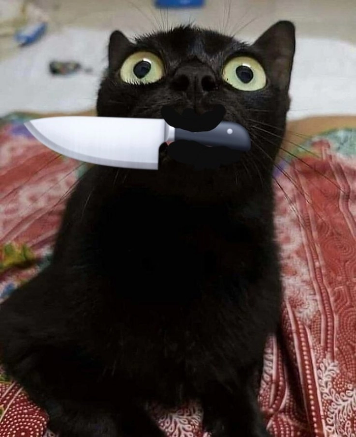 Mèo meme cầm dao biểu cảm không vui lắm