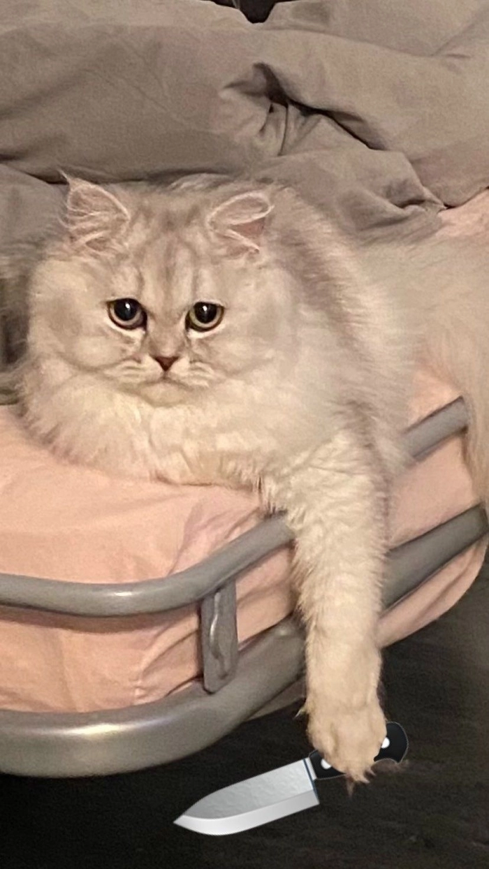 Mèo meme cầm dao pha chút hài hước