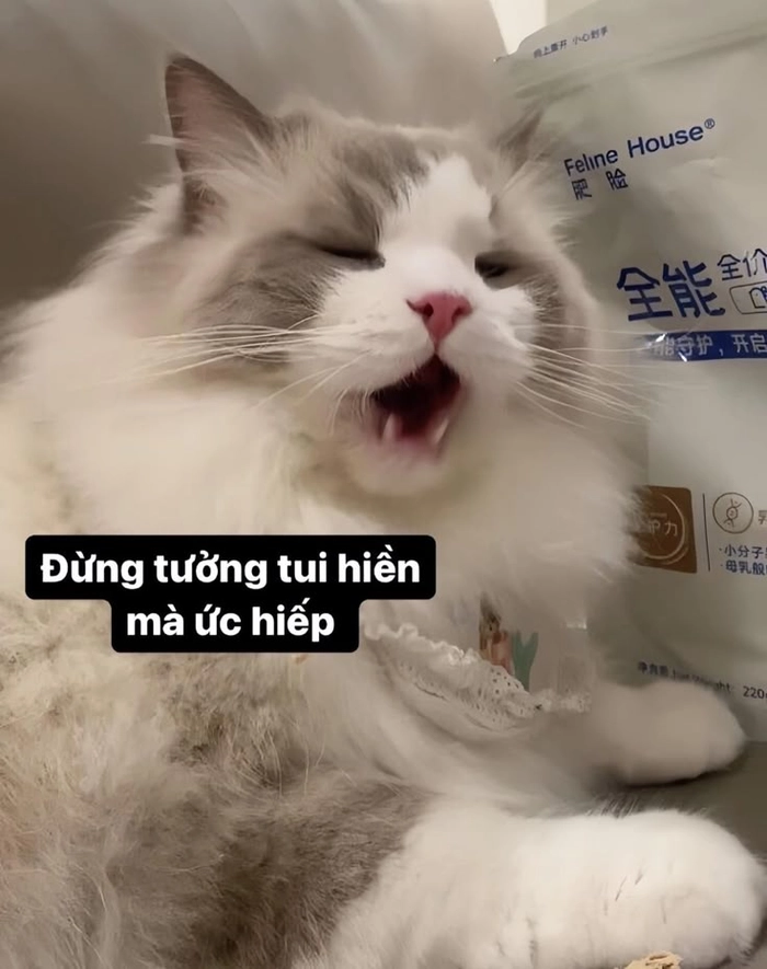 Mèo meme cute dành cho ngày cần niềm vui