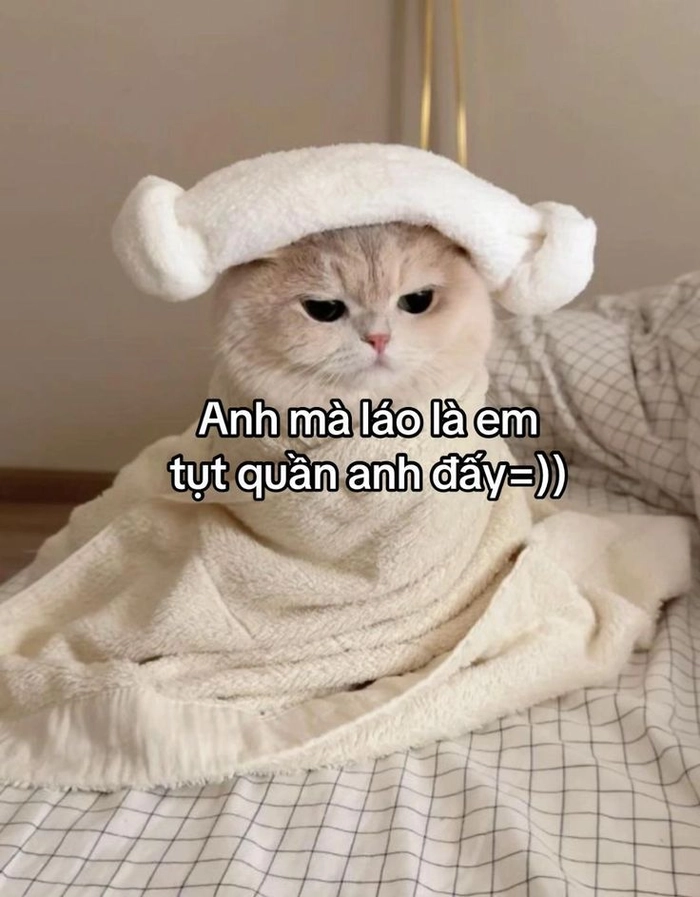 Mèo meme cute nhìn là thấy vui liền