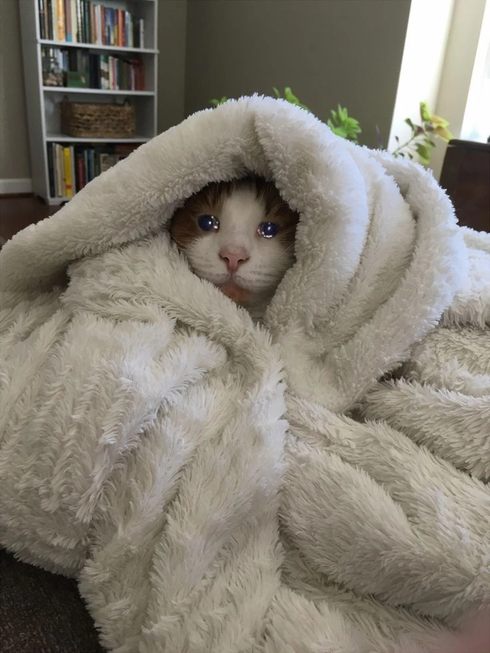 Mèo mệt mỏi meme cho những ngày hết pin