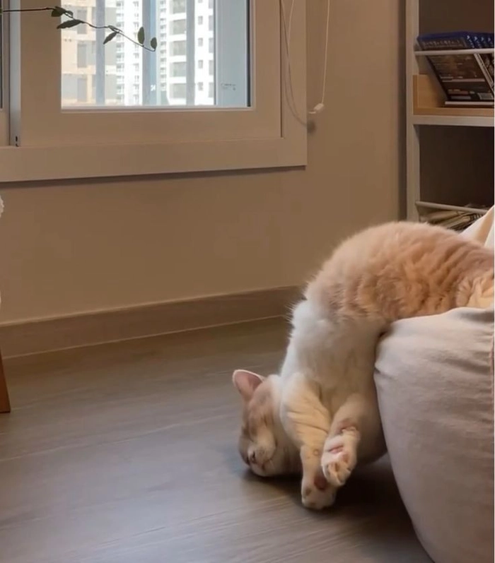 Mèo mệt mỏi meme dùng khi không còn năng lượng